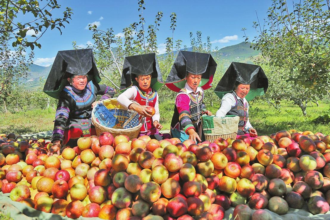 苹果视频-苹果文化故事